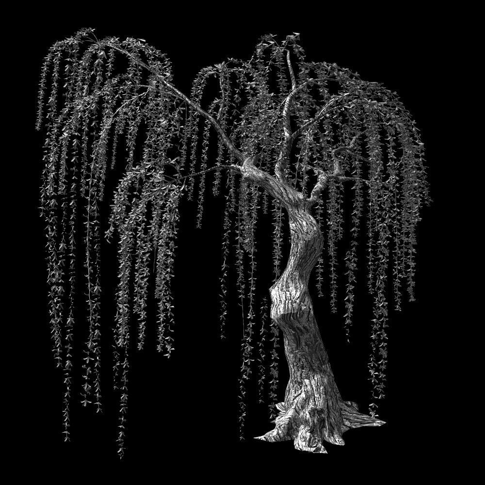 Willow-Plant 16 3D model_2