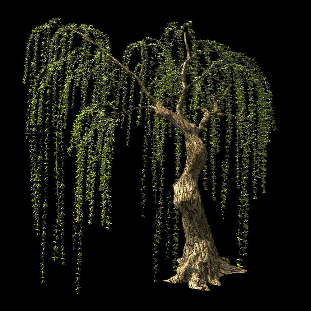 Willow-Plant 16 3D model_1