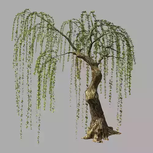Willow-Plant 16