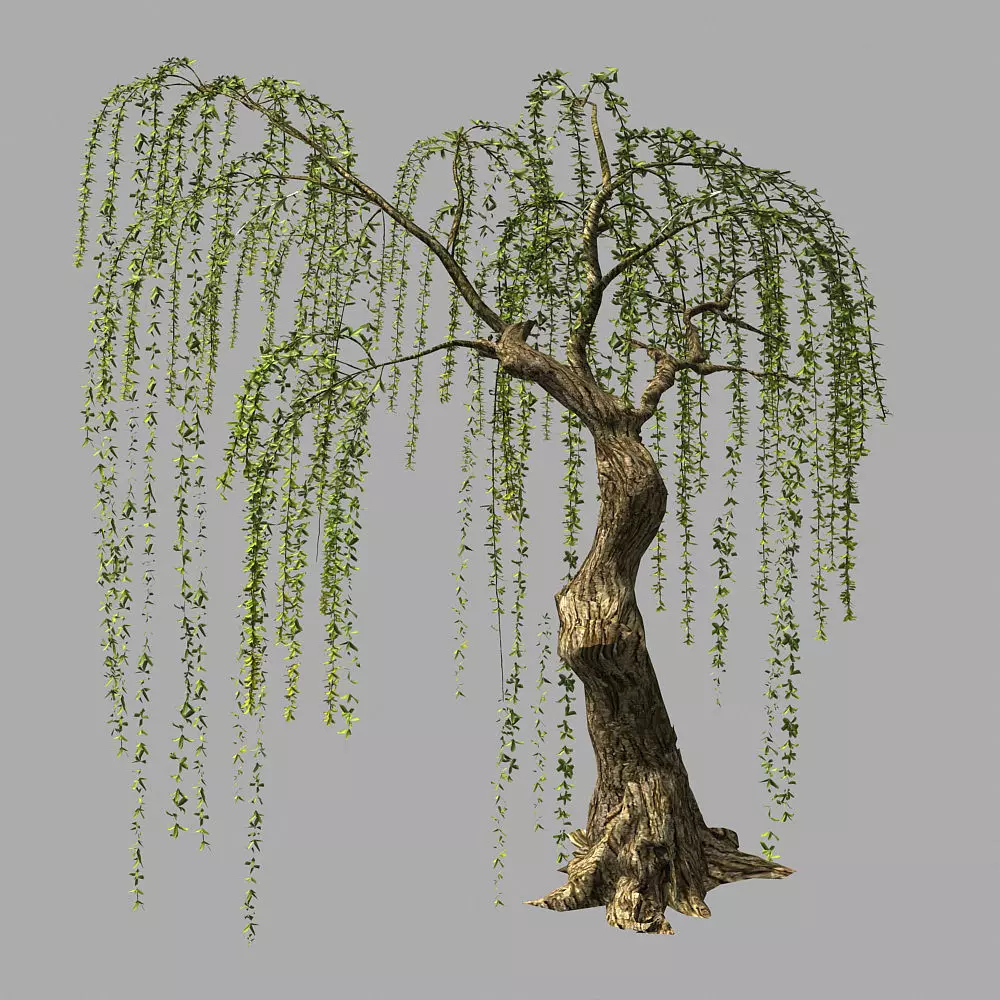 Willow-Plant 16 3D model_0