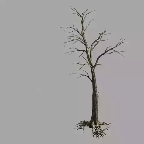 Roadside-Dead Tree 02