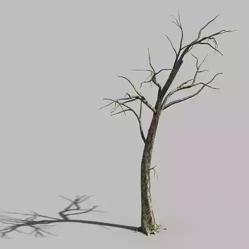 Roadside-Dead Tree 05