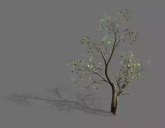 Green Plants-Landscape-Small Tree 52