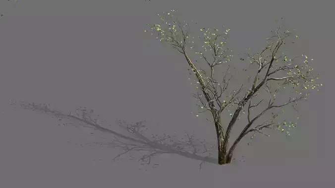 Green Plants-Landscape-Small Tree 60