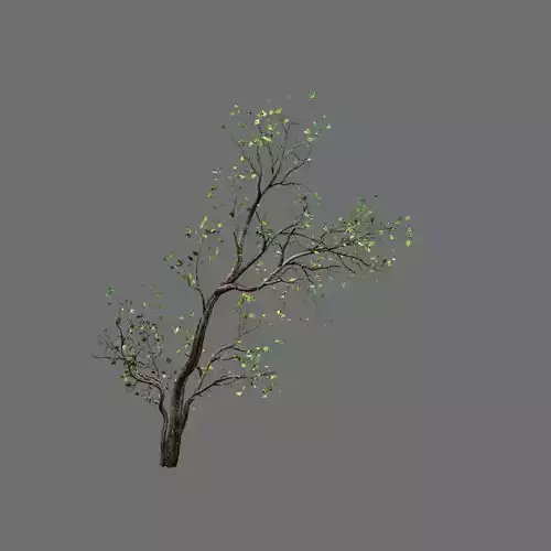 Green Plants-Landscape-Small Tree 62