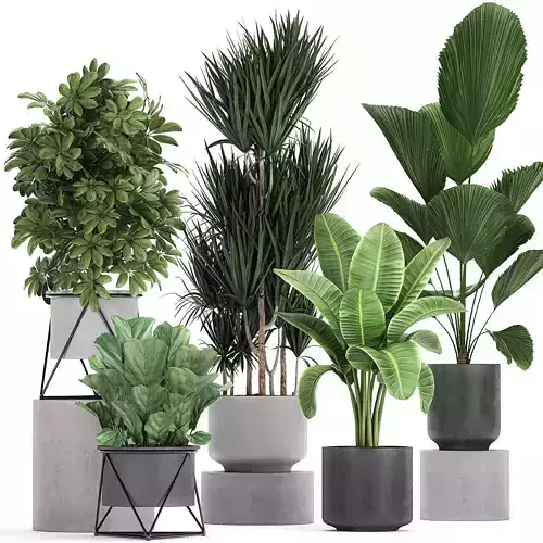 Collection of decorative plants in flowerpots 772 3D model