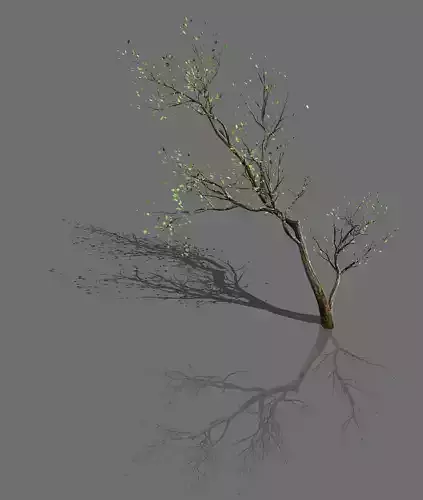 Green Plants-Landscape-Small Tree 67