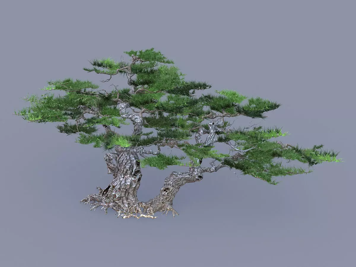 Mount Putuo-Pine 1 3D model