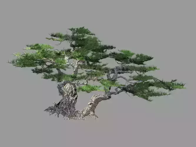 Putuo Mountain-Pine Tree 13
