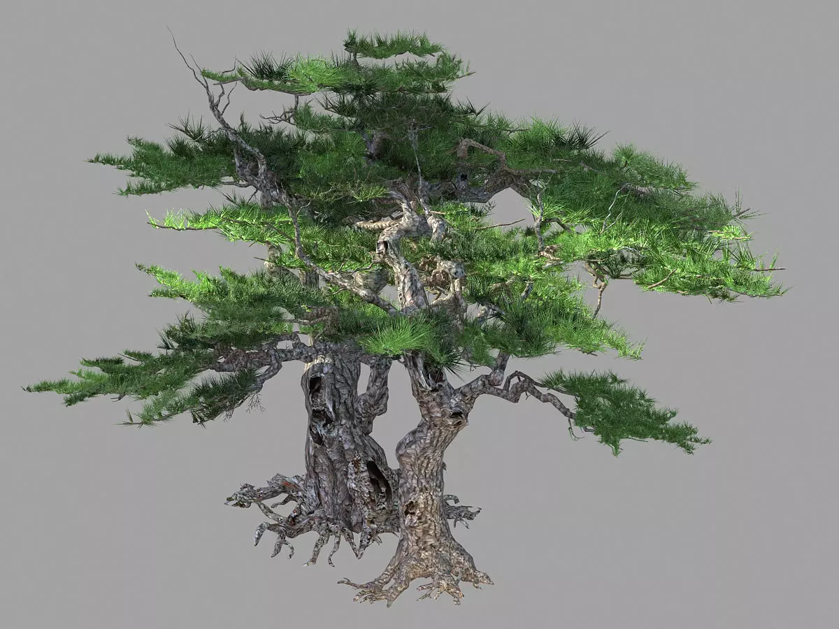 Mount Putuo-Pine 16 3D model_0