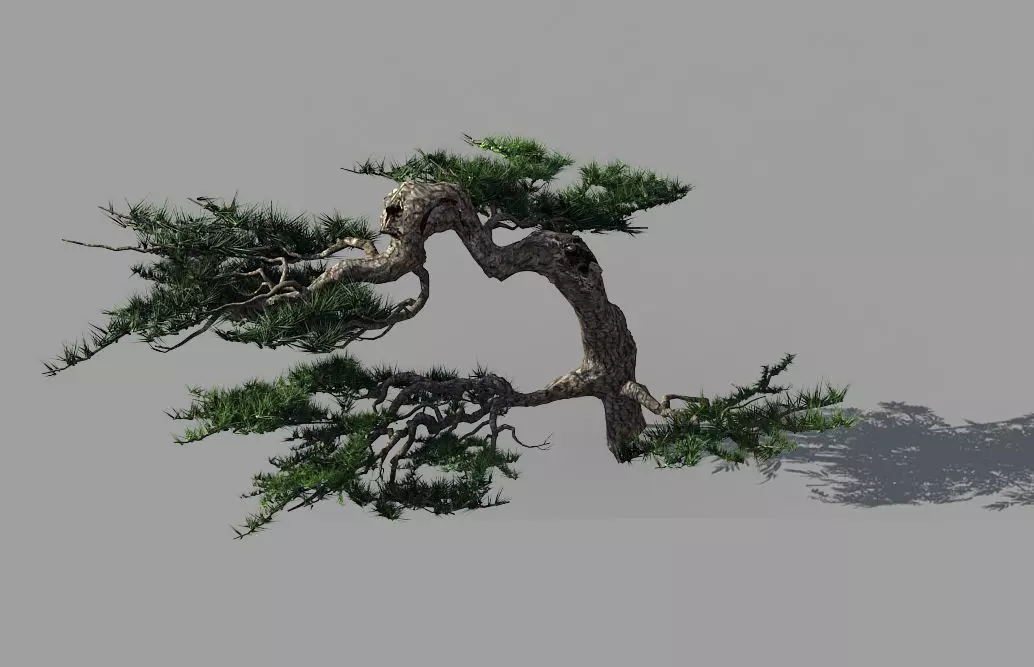 Mount Putuo-Pine 19 3D model