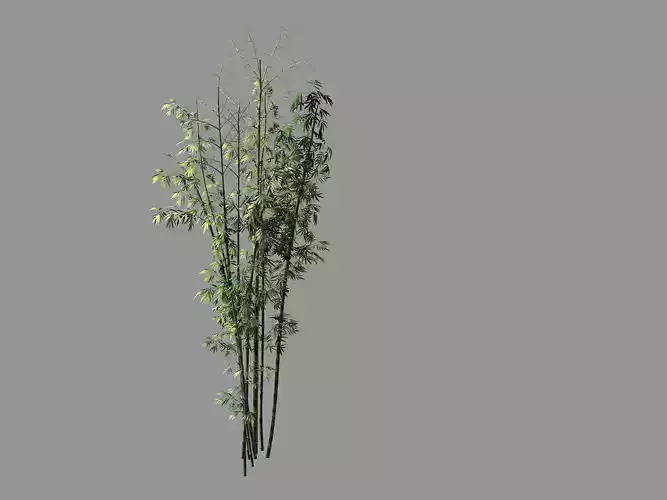 Putuo Mountain-Bamboo 21