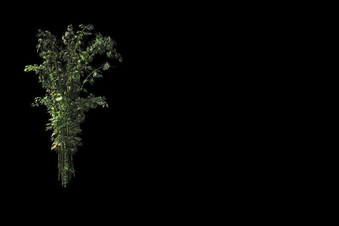 Mount Putuo-Bamboo 24 3D model_1