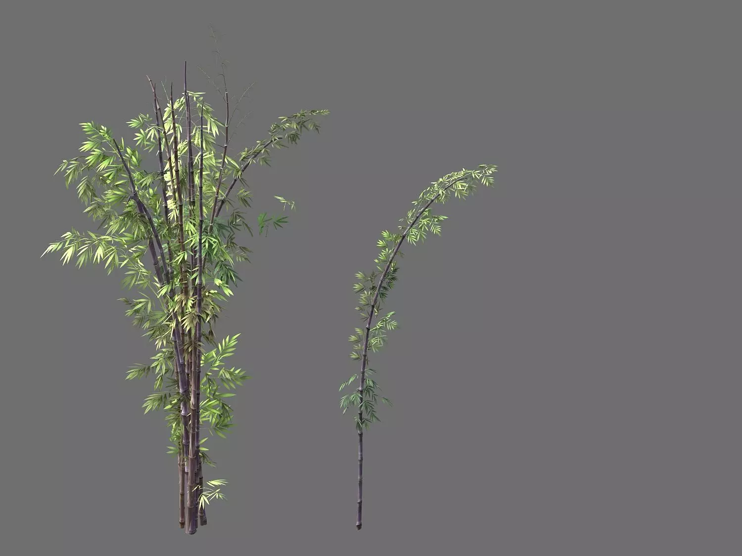 Putuo Mountain-Bamboo 25 3D model_0