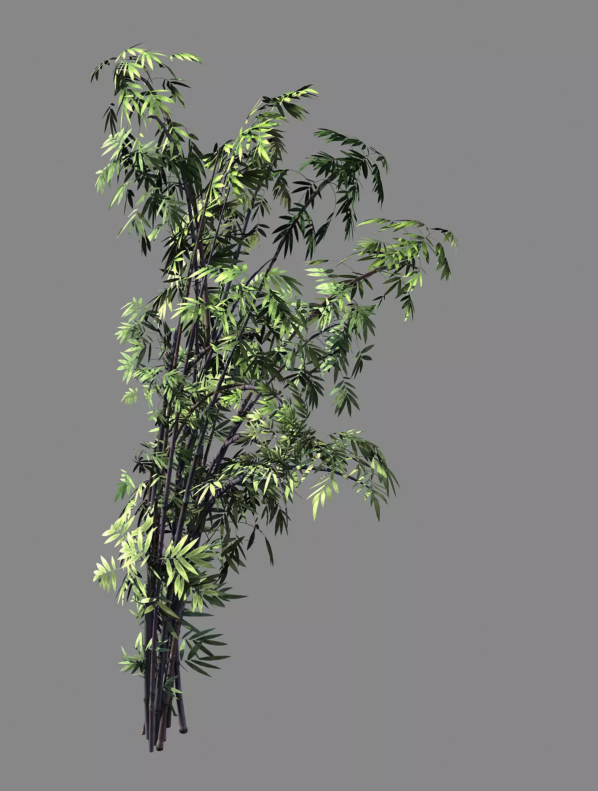 Mount Putuo-Bamboo 27 3D model_0