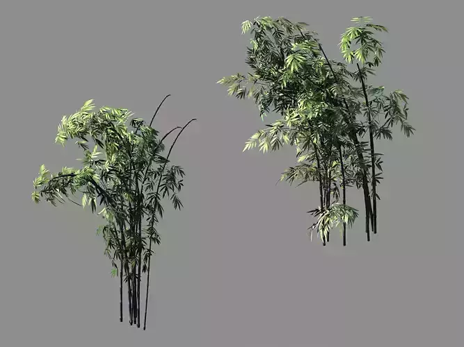 Mount Putuo-Bamboo 28