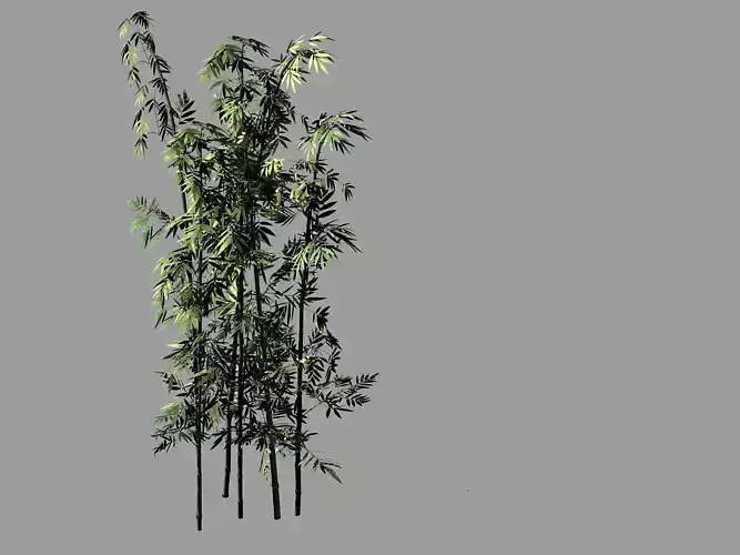 Putuo Mountain-Bamboo 29