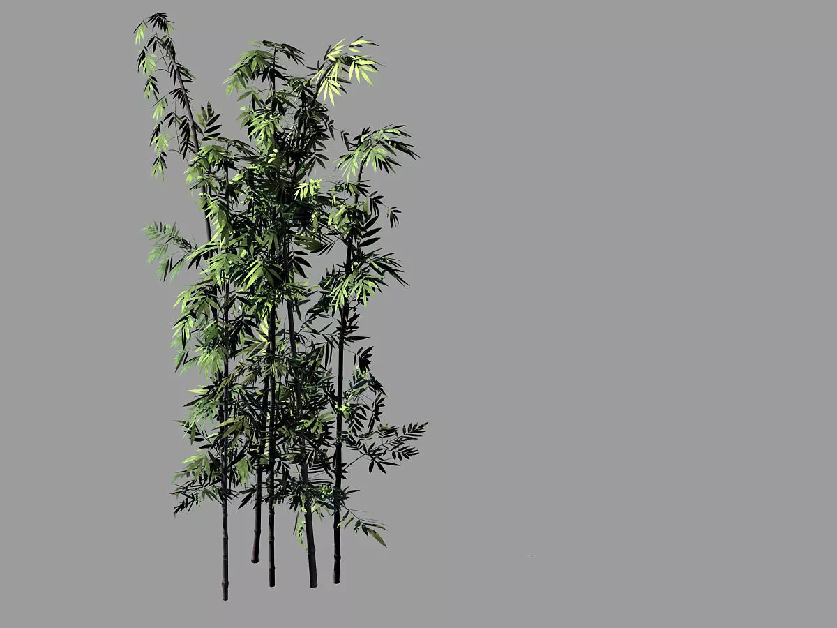 Putuo Mountain-Bamboo 29 3D model_0