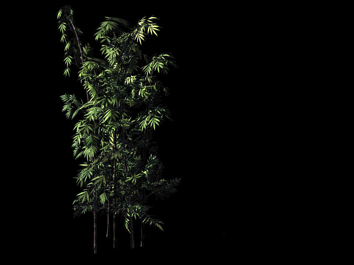 Putuo Mountain-Bamboo 29 3D model_2