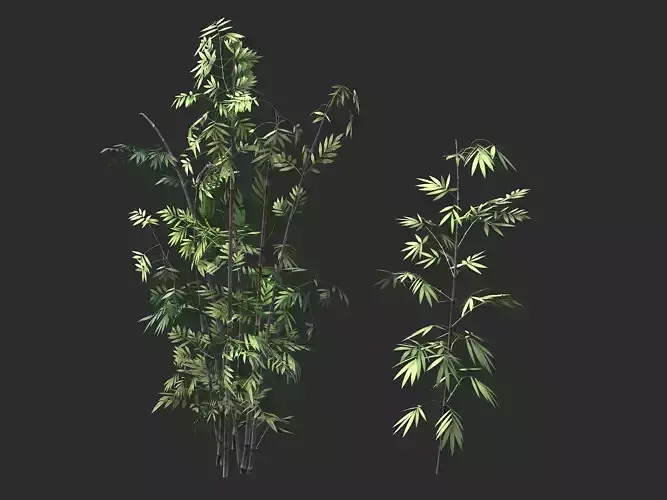 Putuo Mountain-Bamboo 30