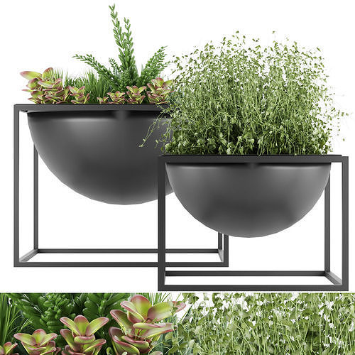 Collection plant vol 11 3D model
