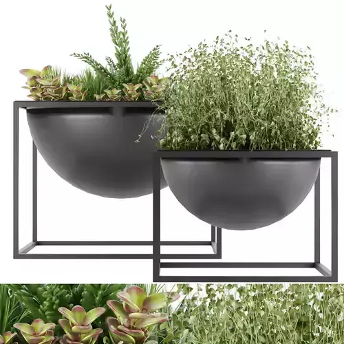 Collection plant vol 11 3D model