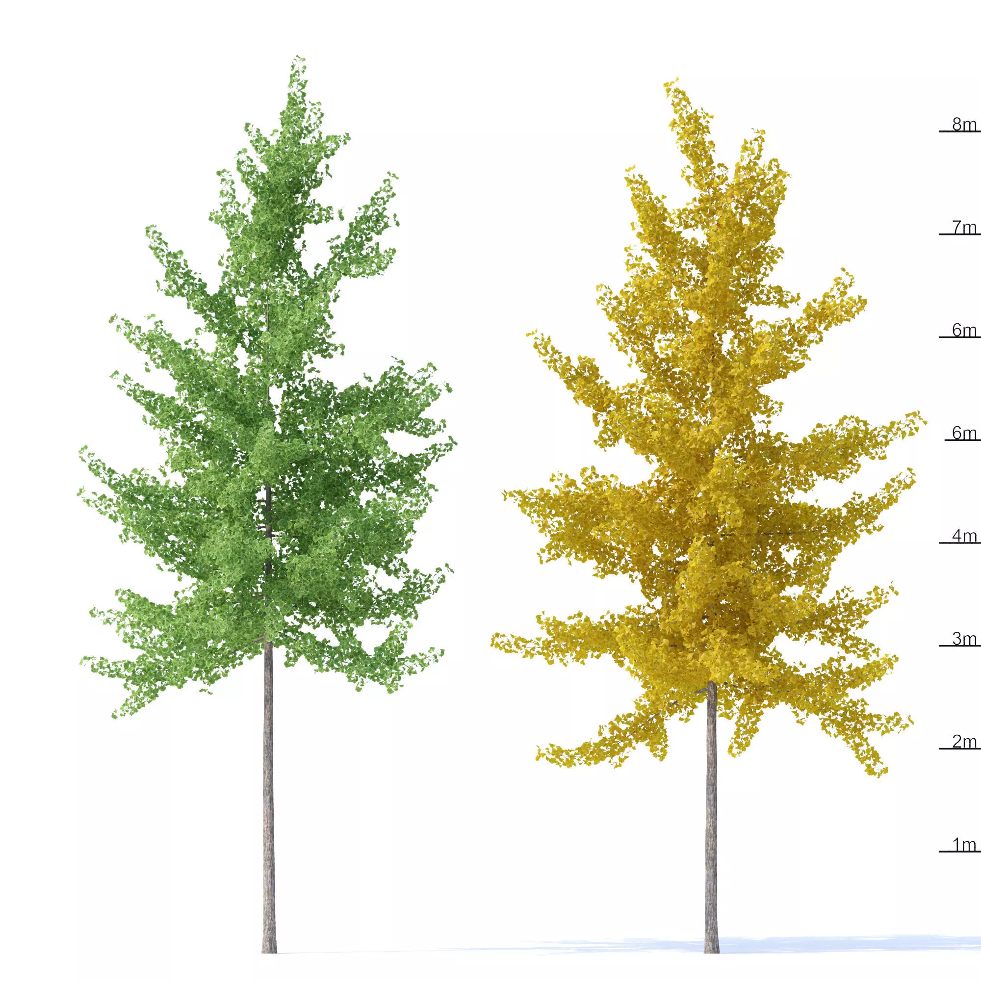 Ginkgo biloba trees 8m 3D model
