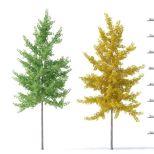 Ginkgo biloba trees 8m 3D model