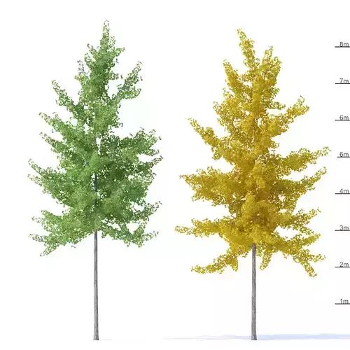 Ginkgo biloba trees 8m 3D model