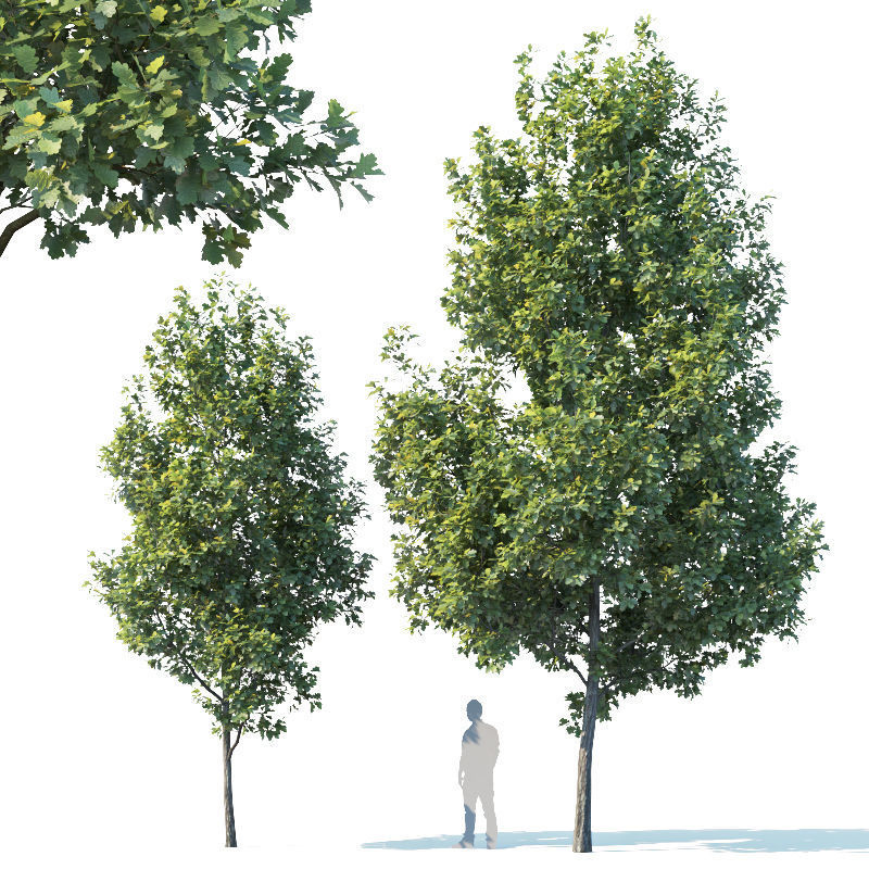 Common oak Nr1 H3-9m Five tree set 3D model_1