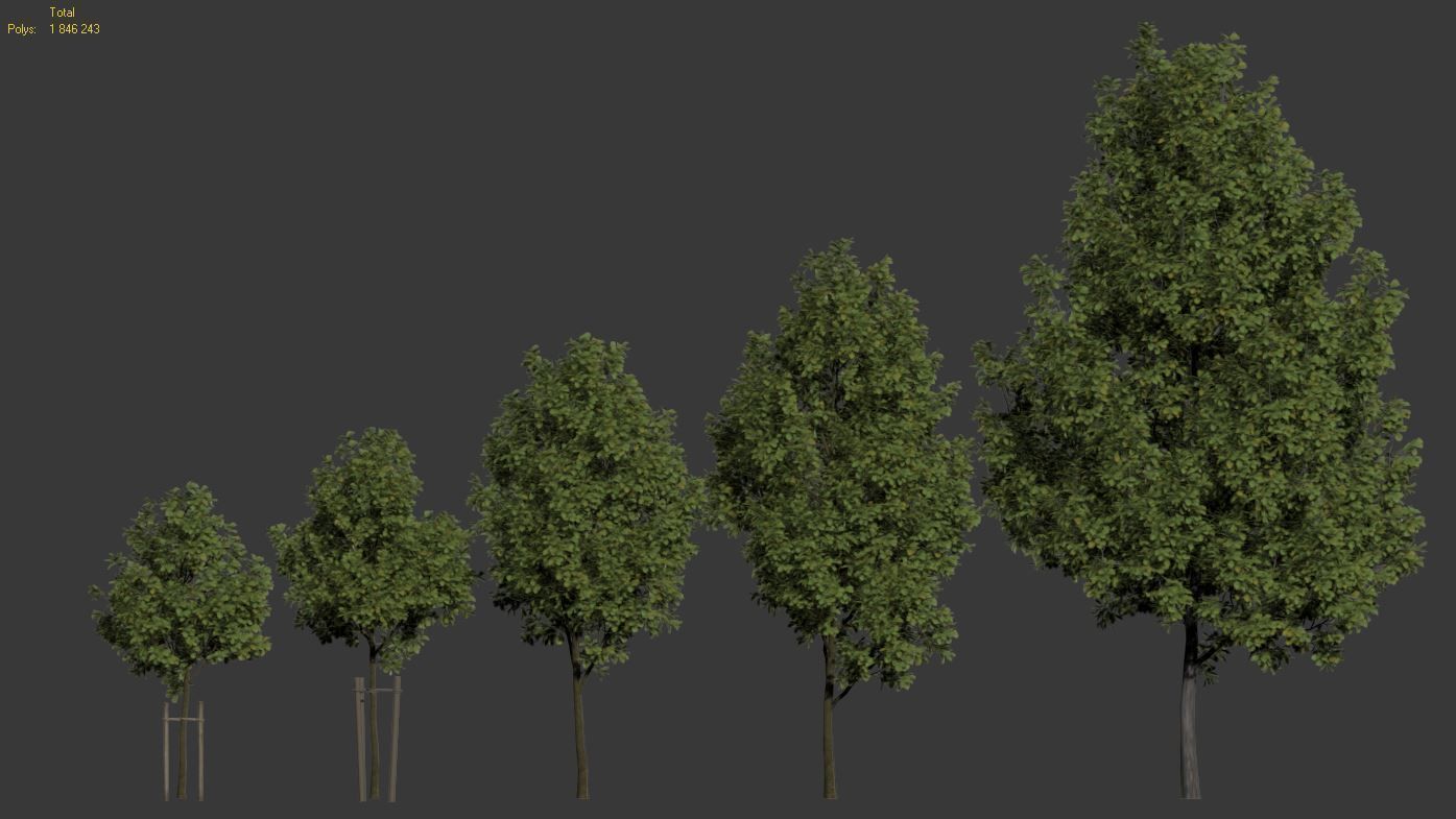 Common oak Nr1 H3-9m Five tree set 3D model_5