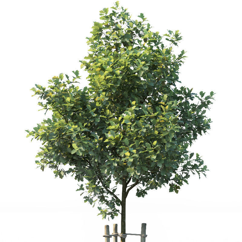 Common oak Nr1 H3-9m Five tree set 3D model_3
