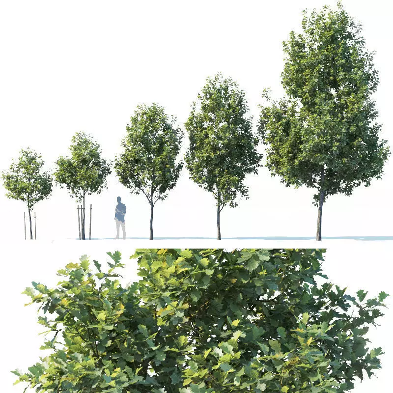 Common oak Nr1 H3-9m Five tree set 3D model_0