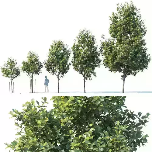 Common oak Nr1 H3-9m Five tree set 3D model