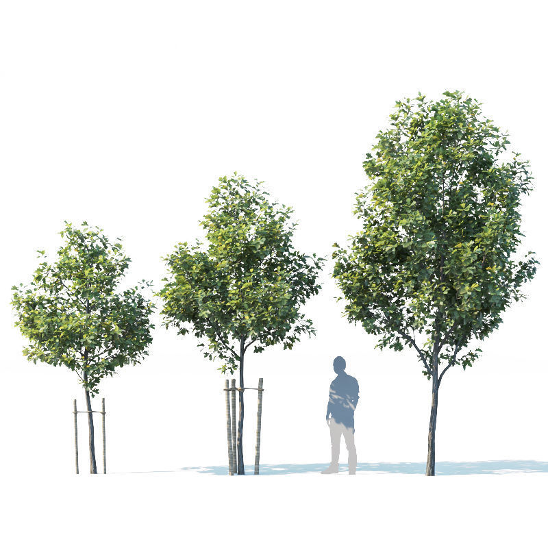 Common oak Nr1 H3-9m Five tree set 3D model_2