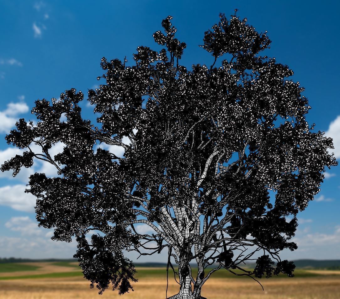 American Elm Tree 001 - Ulmus americana 3D model_5