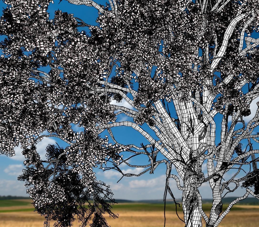 American Elm Tree 001 - Ulmus americana 3D model_6