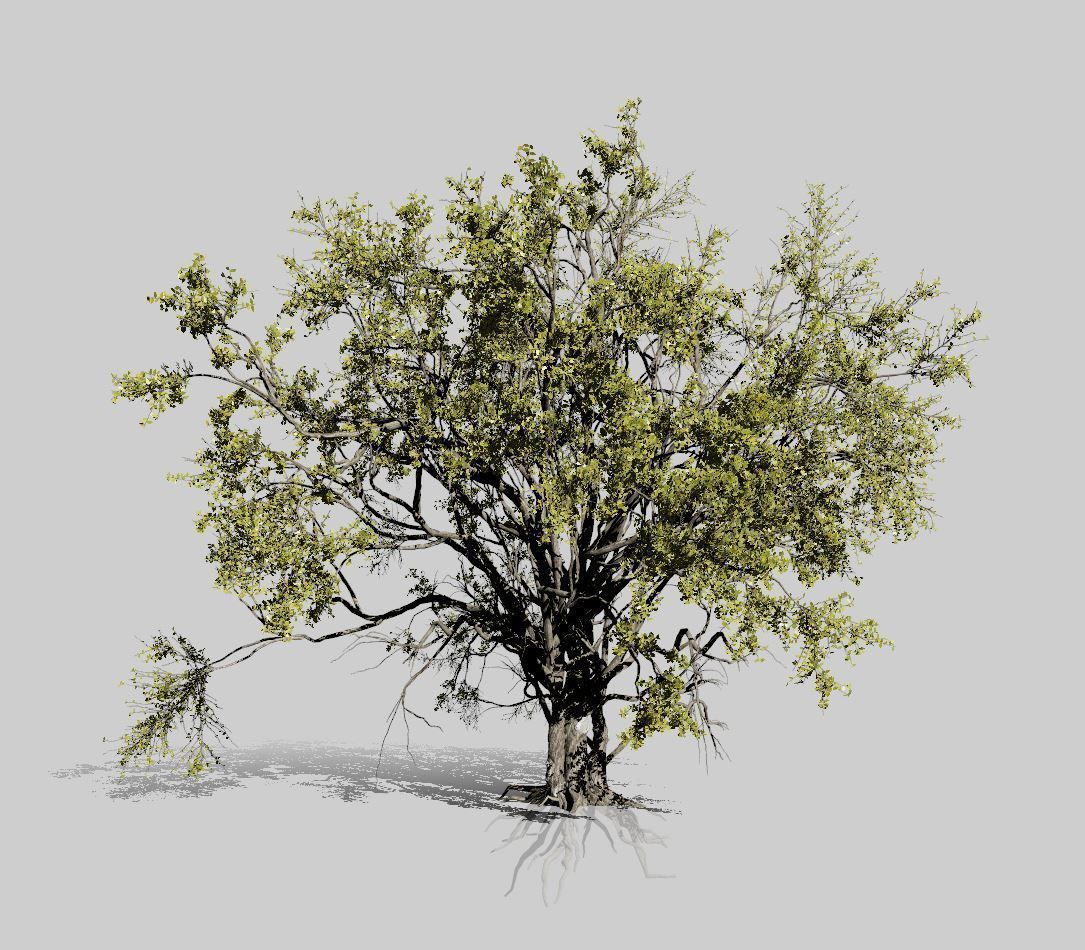American Elm Tree 001 - Ulmus americana 3D model_11