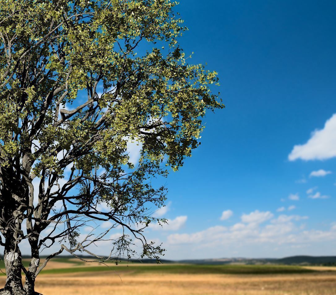 American Elm Tree 001 - Ulmus americana 3D model_3