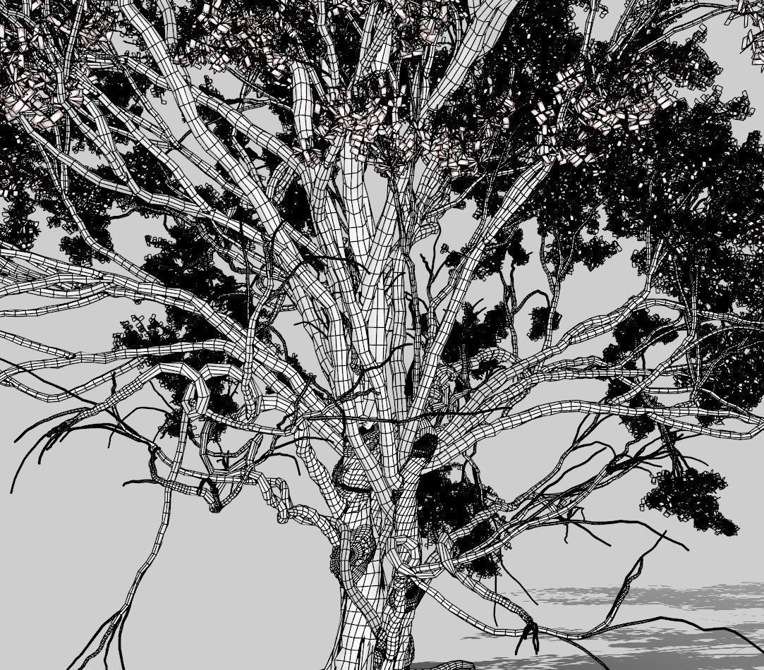 American Elm Tree 001 - Ulmus americana 3D model_10