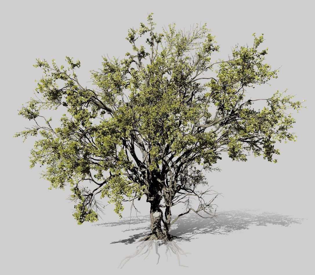 American Elm Tree 001 - Ulmus americana 3D model_7