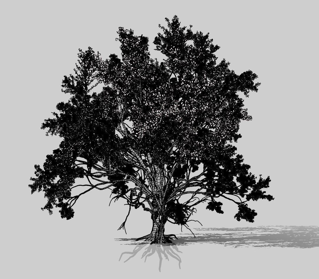 American Elm Tree 001 - Ulmus americana 3D model_9