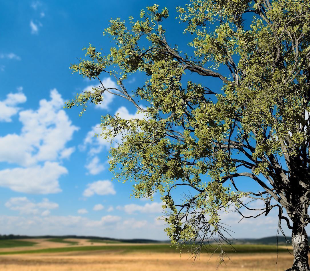 American Elm Tree 001 - Ulmus americana 3D model_2