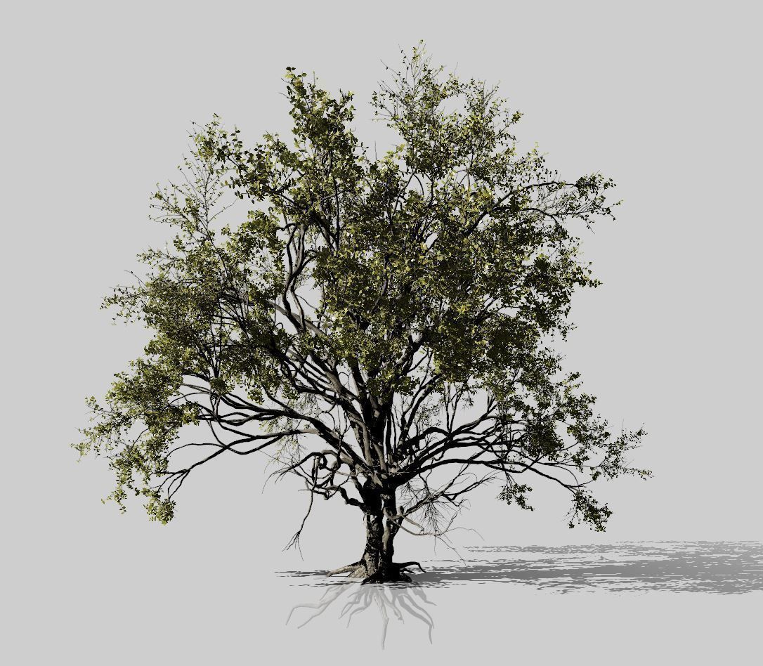 American Elm Tree 001 - Ulmus americana 3D model_8