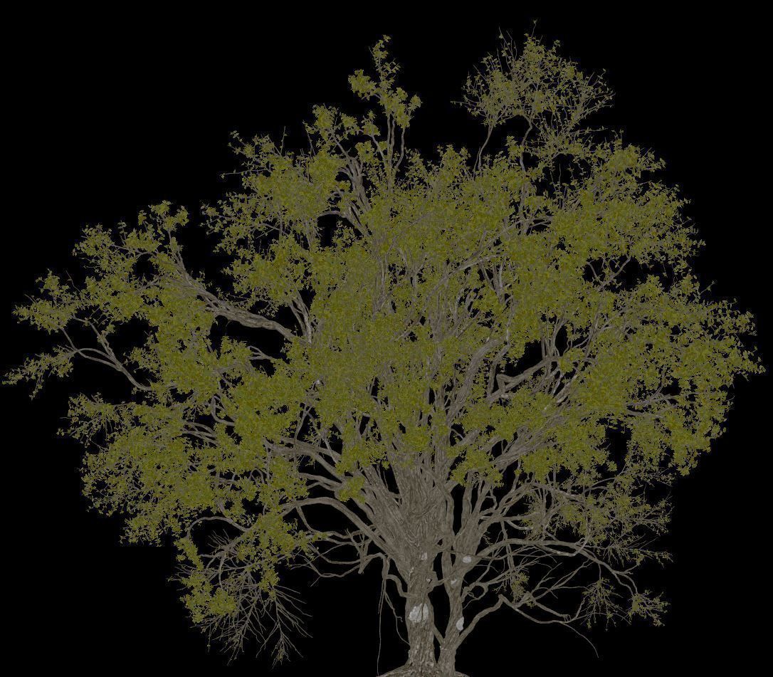 American Elm Tree 001 - Ulmus americana 3D model_4