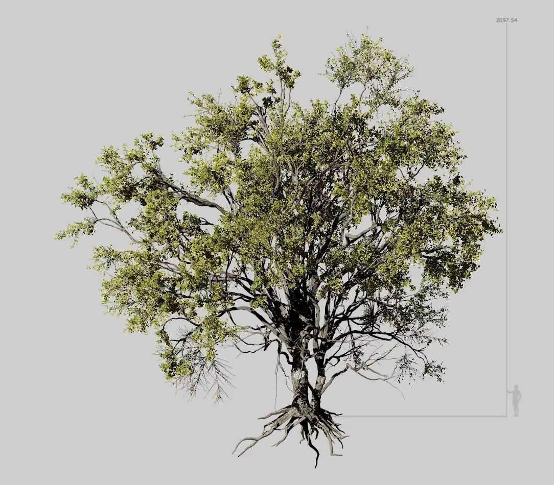 American Elm Tree 001 - Ulmus americana 3D model_0