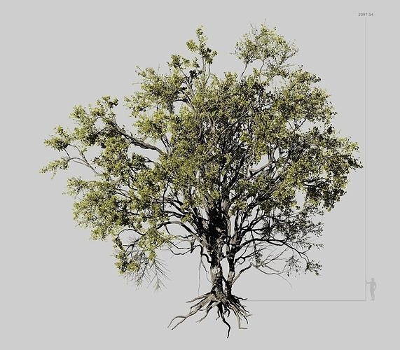 American Elm Tree 001 - Ulmus americana 3D model
