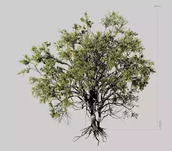 American Elm Tree 001 - Ulmus americana 3D model