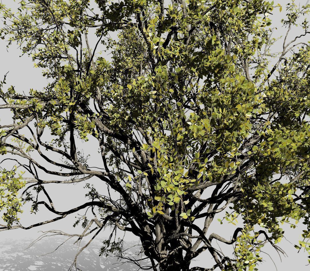 American Elm Tree 001 - Ulmus americana 3D model_12