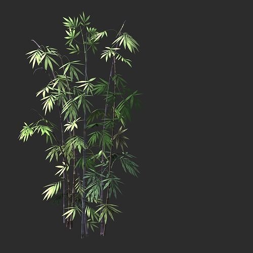 Putuo Mountain-Bamboo 35 3D model